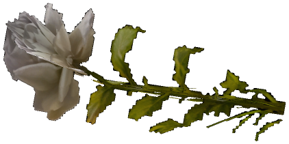 "Monster - Item, Flower - Rose (White)"