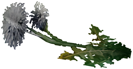 "Monster - Item, Flower - White"